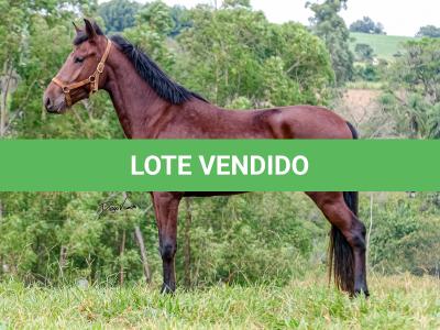 LOTE 016 - BADOKE DA NOVA TRADIÇÃO