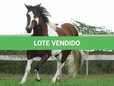 LOTE 017 - CHIVAS DO PICASSO EDA - TE