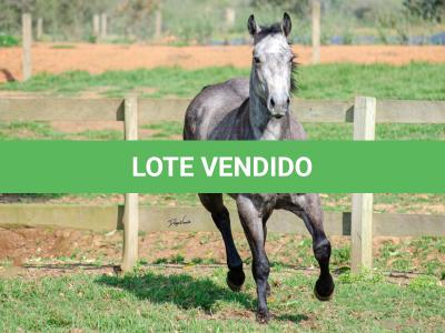 LOTE 007 - ALMA BEST GUN