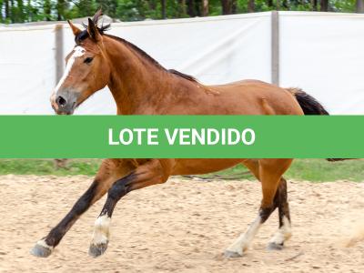LOTE 014 - BONECA ESM DA PPMP