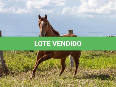 LOTE 003 - BELLE BEE DEE