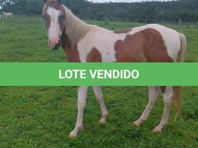 LOTE 016 - BANDIT