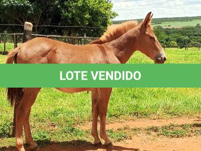 LOTE 005 - CAMPARI