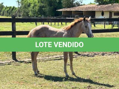 LOTE 015 - NOME A ESCOLHER