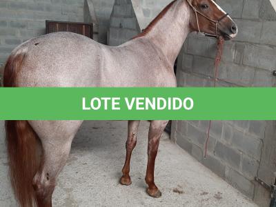 LOTE 026 - DUAL PEP CD RE