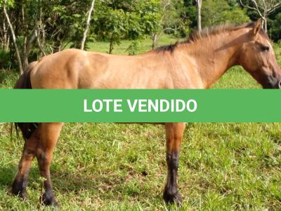 LOTE 014 - BARUK