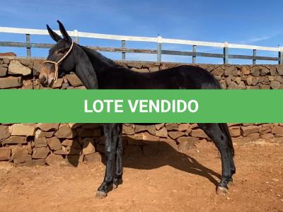 LOTE 013 - MCLAREN DA EAS