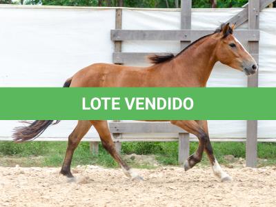 LOTE 012 - AURORA ESM DA PPMP