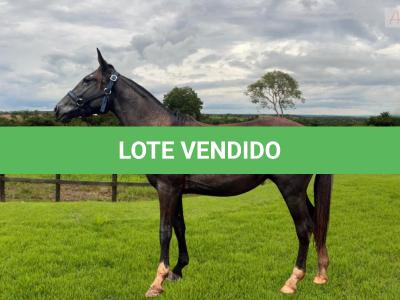 LOTE 008 - CANDY