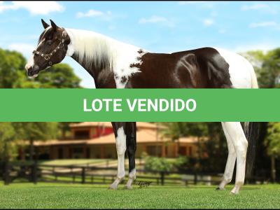 LOTE 027 - JAYLA’S STREKE &  DREAMWALKER HVC
