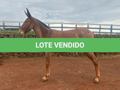 LOTE 015 - BELA FLOR DA EAS