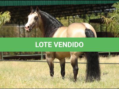 LOTE 012 - JUST IN HOLLYGUN QR
