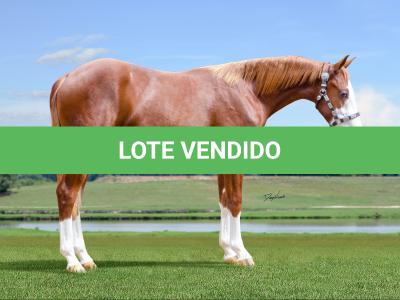 LOTE 003 - GUN MJ BOY Z