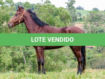 LOTE 016 - BADOKE DA NOVA TRADIÇÃO