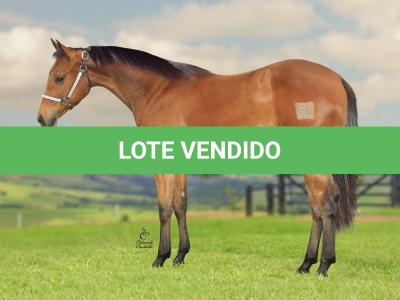 LOTE 029 - TORNADO ONE GUN