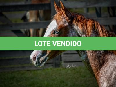 LOTE 009 - WHIZ LITTLE CHOICE