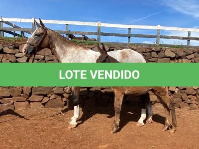 LOTE 014 - CRISTAL DA EAS