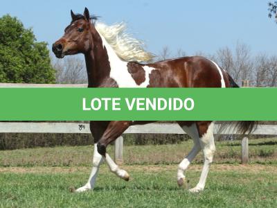LOTE 005 - ZAN CODY CIELO YBJ
