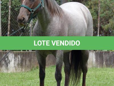 LOTE 001 - INFINITA DA FLORESTA