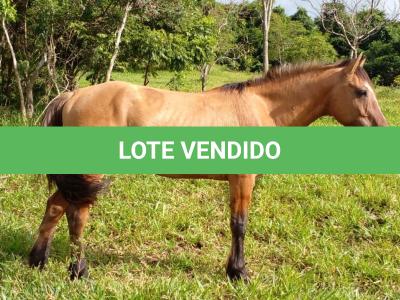 LOTE 014 - BARUK
