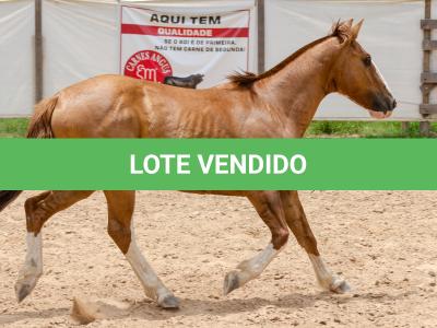 LOTE 016 - CALIBRE ESM DA PPMP