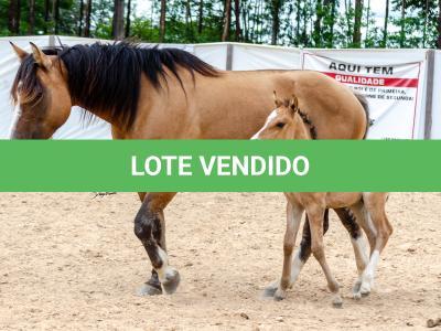 LOTE 006 - QUARESMA EMS (3x1)
