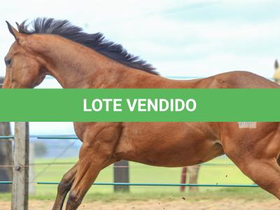 LOTE 029 - TORNADO ONE GUN