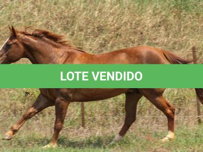 LOTE 005 - MISS PANA SHUGAR