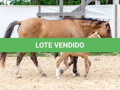 LOTE 006 - QUARESMA EMS (3x1)