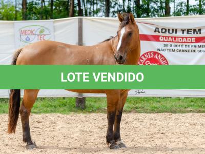 LOTE 007 - HANA DA RORAIMA (2x1)
