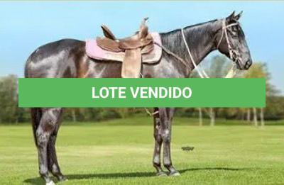 LOTE 007 - NEGA ZORRERO