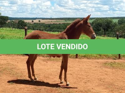 LOTE 006 - MALBEC