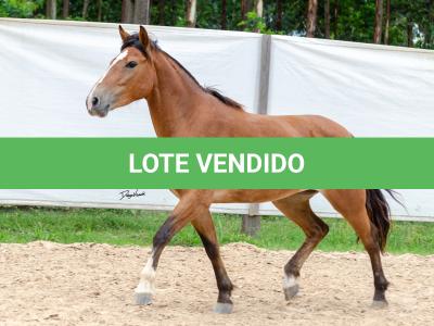 LOTE 012 - AURORA ESM DA PPMP