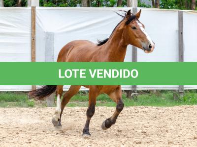 LOTE 010 - AMULETO ESM DA PPMP
