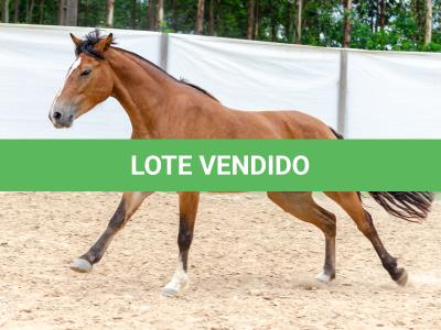 LOTE 012 - AURORA ESM DA PPMP