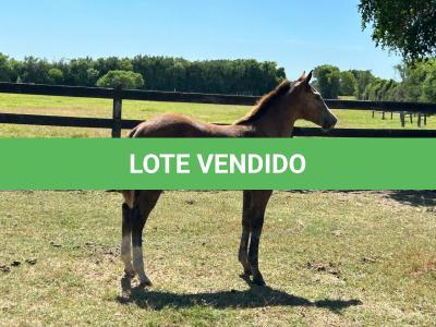 LOTE 017 - LIZ HICKORY DPLC