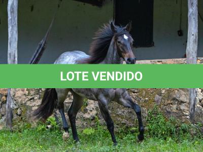 LOTE 009 - MARY HESACAT STEEL