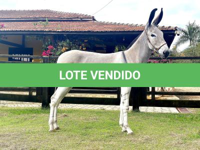 LOTE 001 - DUNGA DA GAMELEIRA