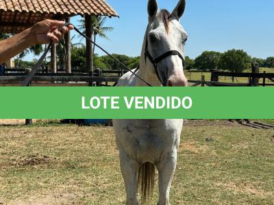 LOTE 009 - HIGH BELLA MG2