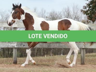 LOTE 009 - SUZYE EASY TOO YBJ