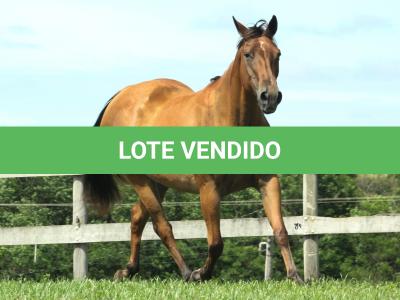 LOTE 007 - PLAY DONNA DOC JA