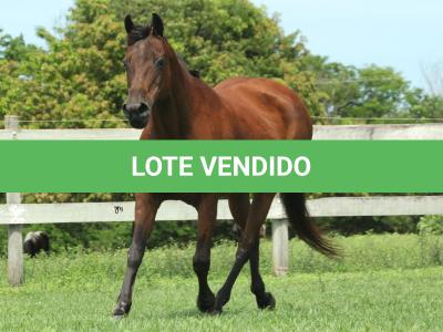 LOTE 019 - SHOW PEP AD