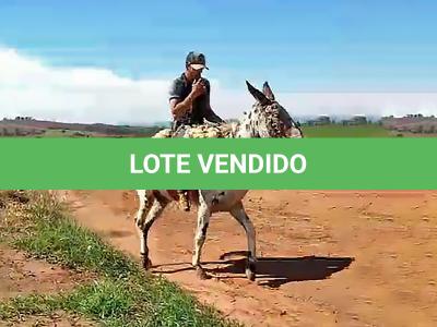 LOTE 015 - LEOPARDO