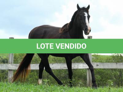 LOTE 016 - FAST BLACK APOLLO YBJ