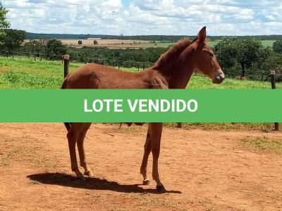 LOTE 006 - MALBEC