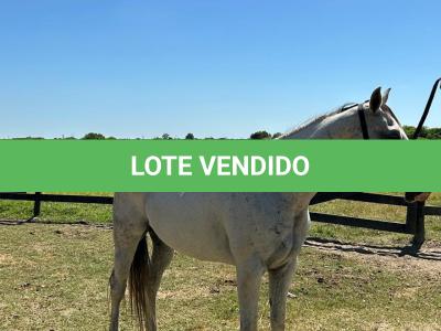 LOTE 009 - HIGH BELLA MG2