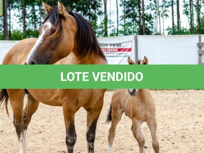 LOTE 006 - QUARESMA EMS (3x1)