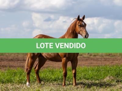 LOTE 003 - BELLE BEE DEE