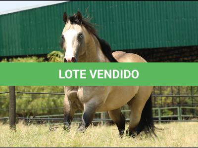 LOTE 012 - JUST IN HOLLYGUN QR