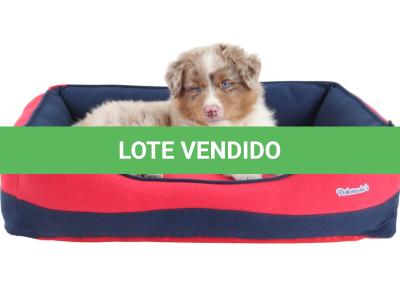 LOTE 099 - RED BOY YBJ